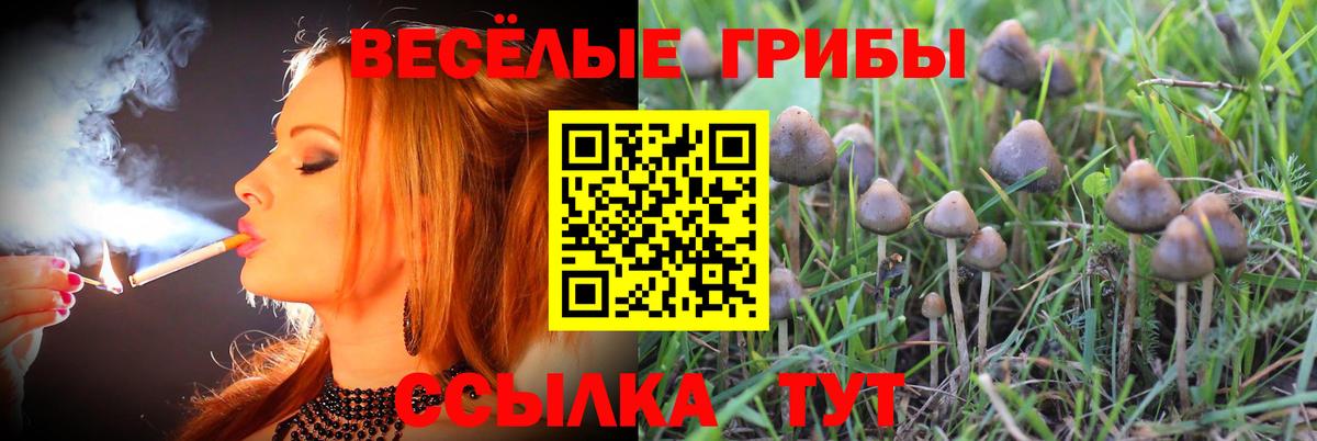 Псилоцибиновые грибы Cubensis  Вход с VPN  Ярцево 